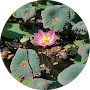 Divya Punith